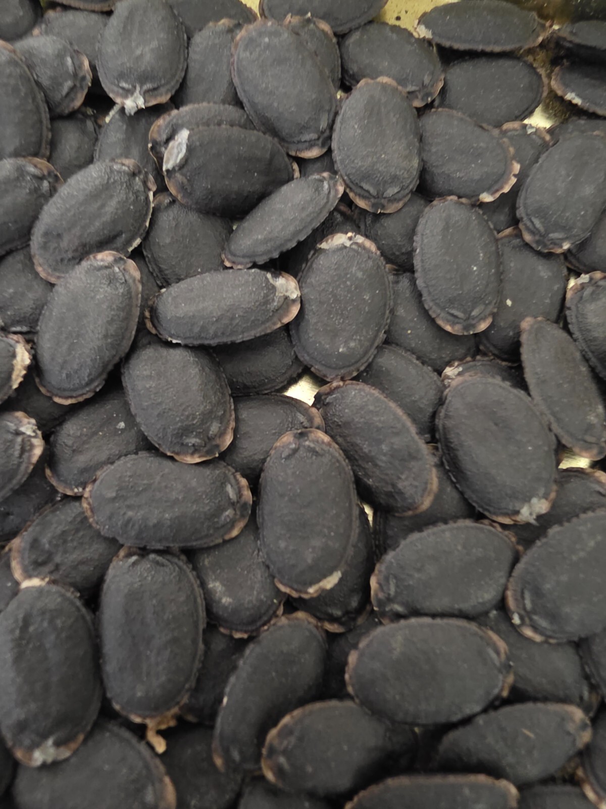 15 Luffa Sponge Gourd Seeds, Vegetable Sponge, Dishcloth Gourd, NON-GMO