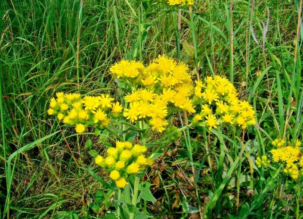 101+STIFF GOLDENROD Seeds Native Wildflower Drought Heat Cold Autumn Flowers