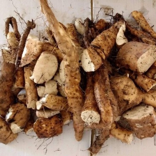 3 Chinese Yam 山药/淮山 Cinnamon Vine Dioscorea Opposita Live Rooted Plants 