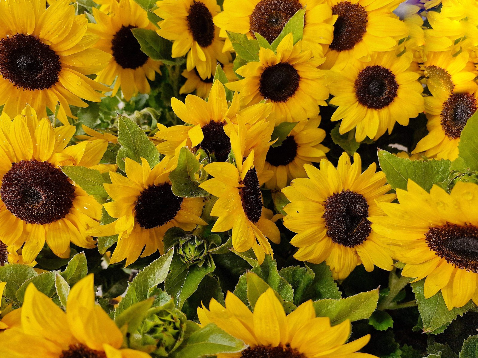 25 Dwarf SUNSPOT SUNFLOWER Helianthus Annuus Flower Seeds
