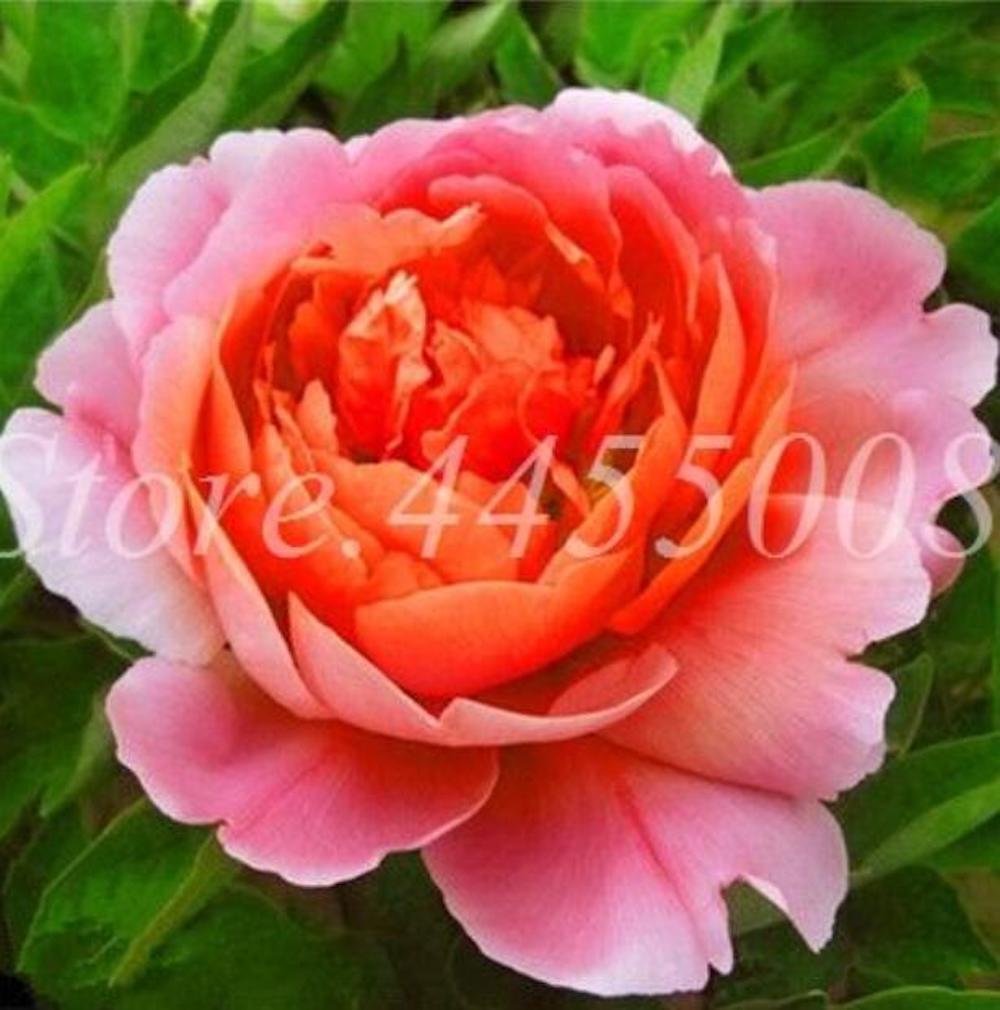 20 PEONIES FLOWER SEEDS rare exotic blossom bloom plant garden germination B