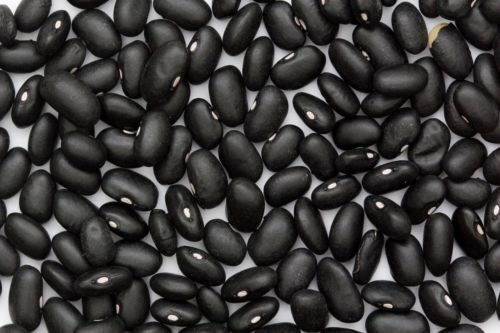 Bean Black Turtle Heirloom Garden Vegetable By Seed Kingdom 1,000 Seeds