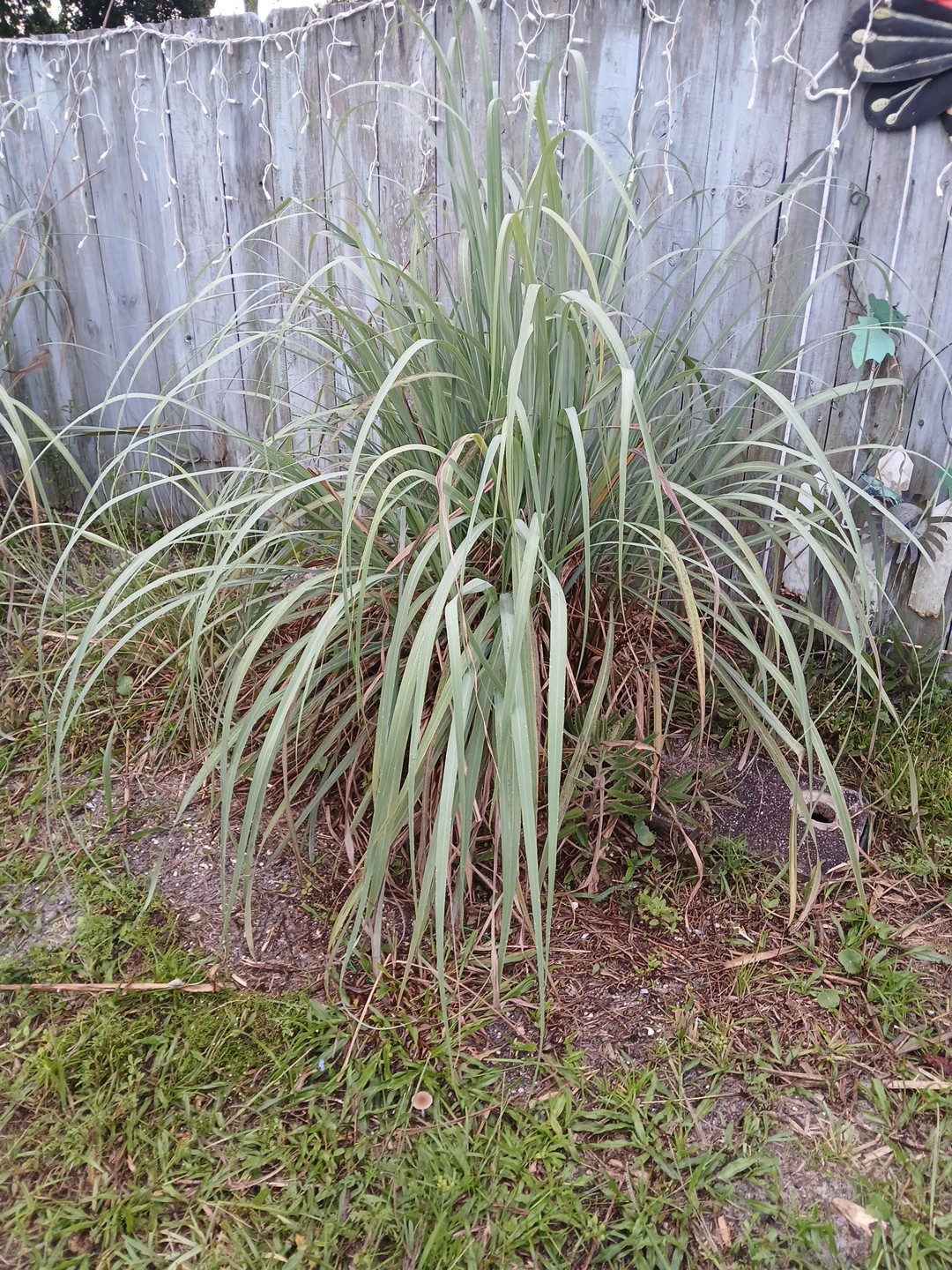 5 Live Lemon Grass Plants Cymbopogon Sereh Healthy Herb for Tea, cooking, bugs