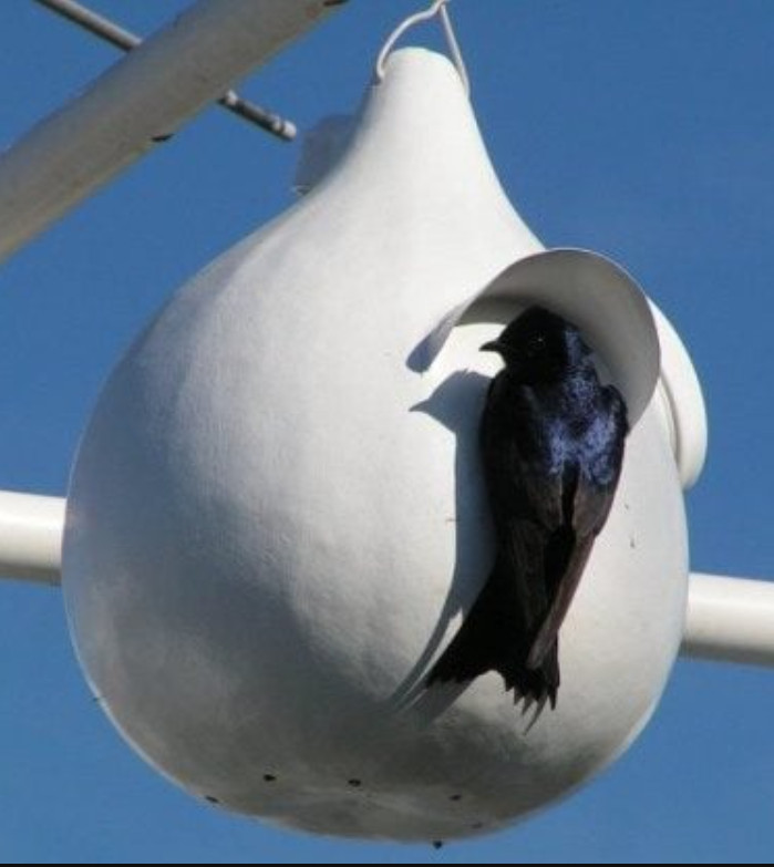 Gourd MARTINHOUSE BOTTLE Heirloom Huge Decorative BIRD HOUSE Non-GMO 20 Seeds!