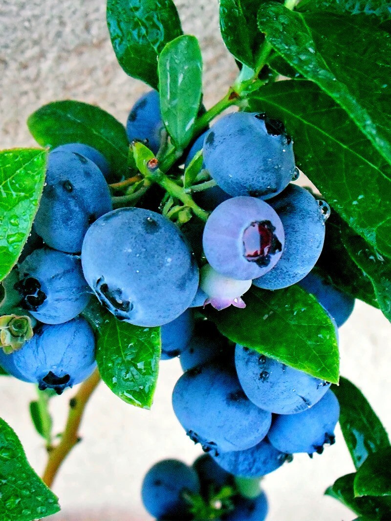 BLUEBERRY TREE SEEDS New Jersey Southern Highbush Cold Hardy Garden Fruit Plant