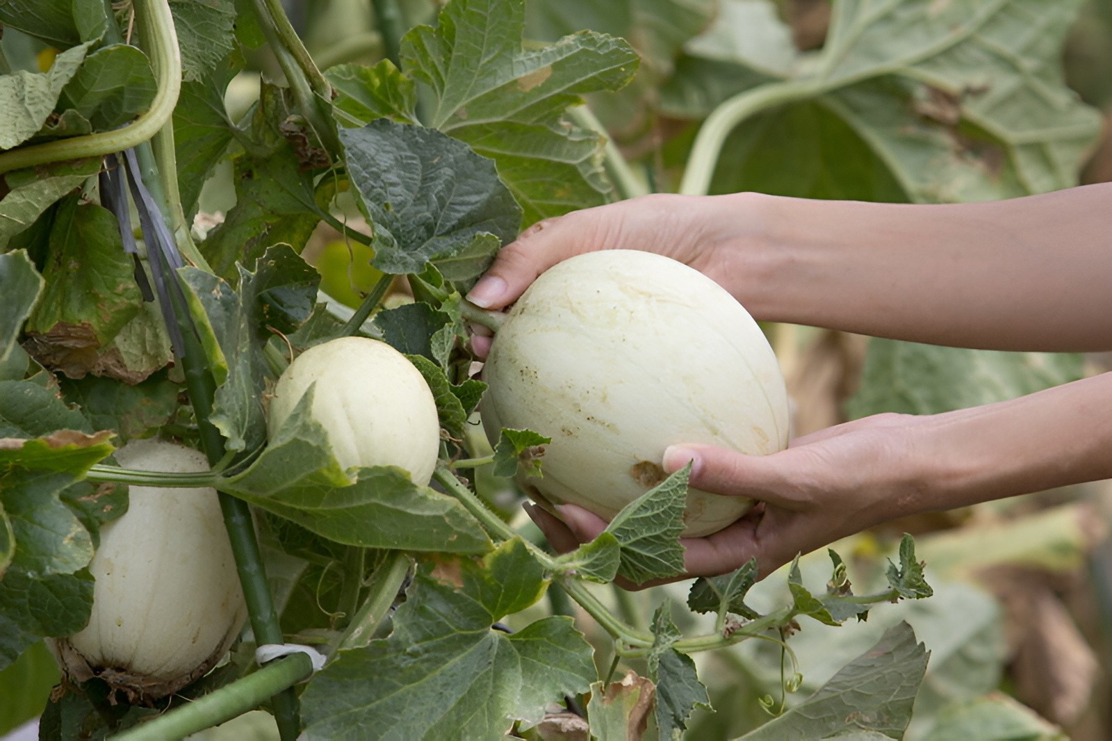 40 Premium Heirloom Tam Honeydew Melon Seeds – Large & Extra Sweet