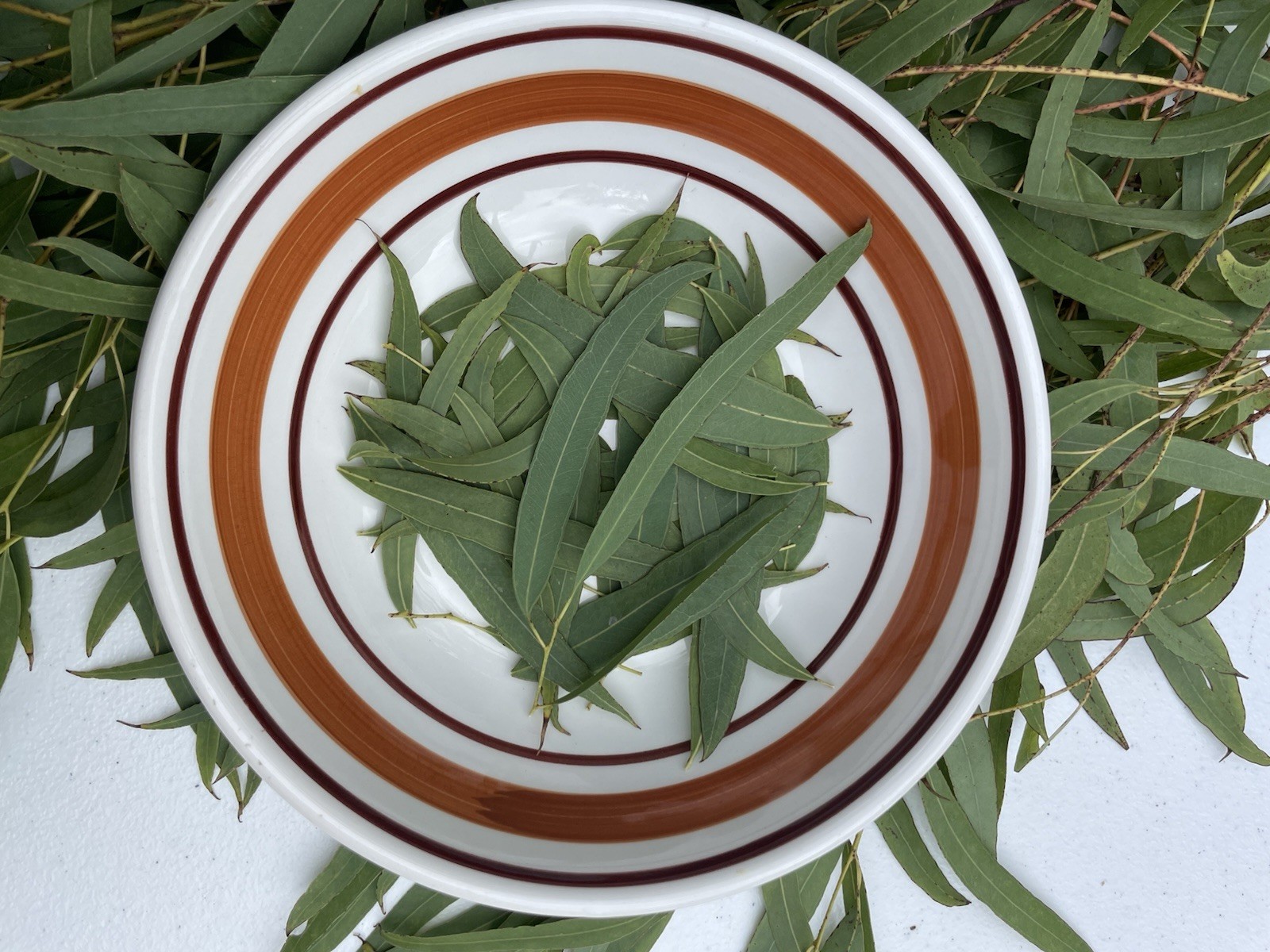 1 Oz Organic Eucalyptus Leaves Hawaii Grown Tea Fresh Dried Green Aroma