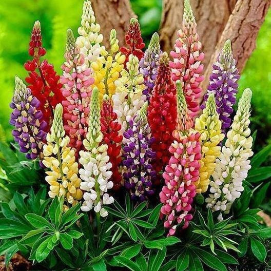 100+ Russell Lupine Mixed Colors Seeds ————- PERENNIAL