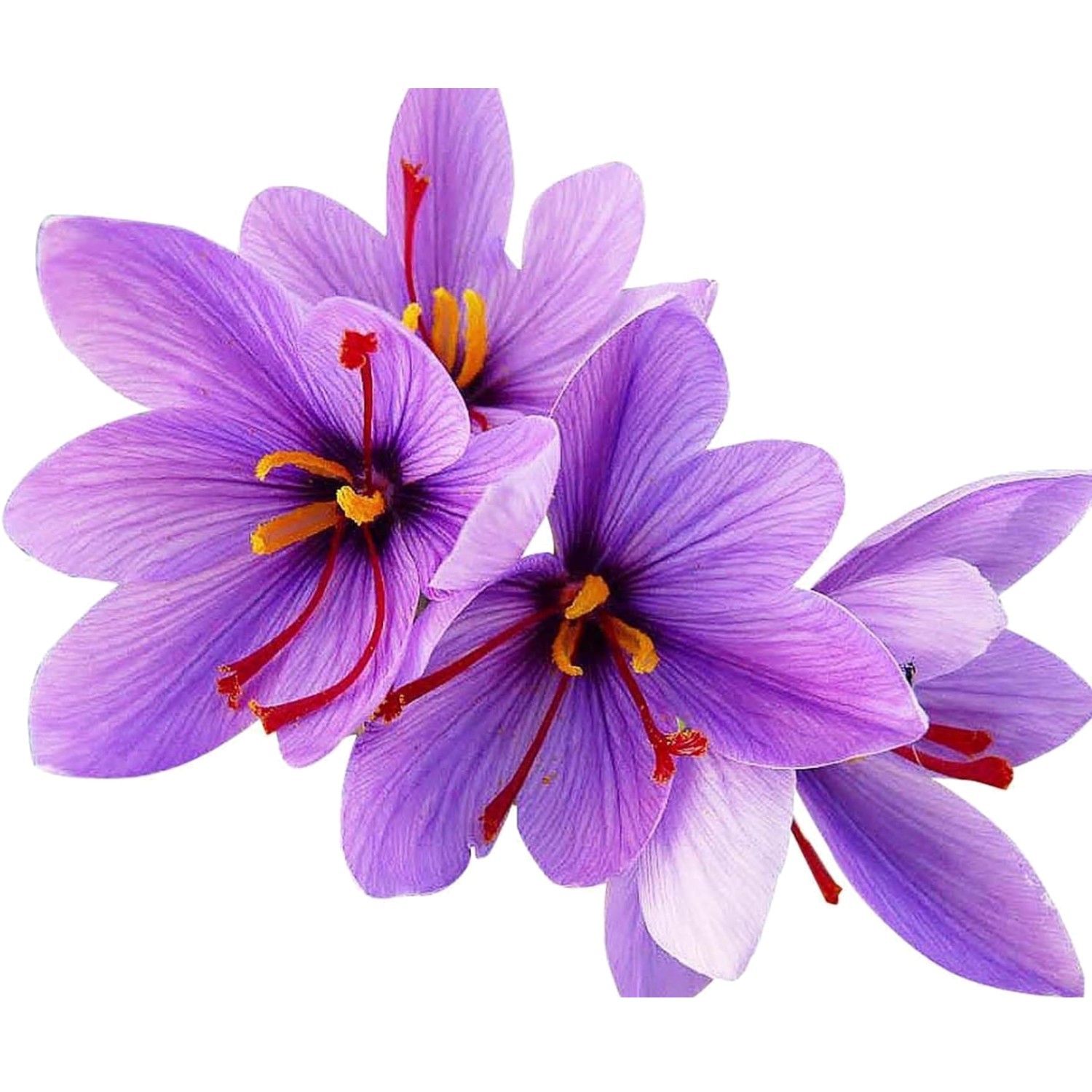 50 Saffron Crocus Sativus Corms Bulbs -Large 9 Cm Corms – Instructions Will b…