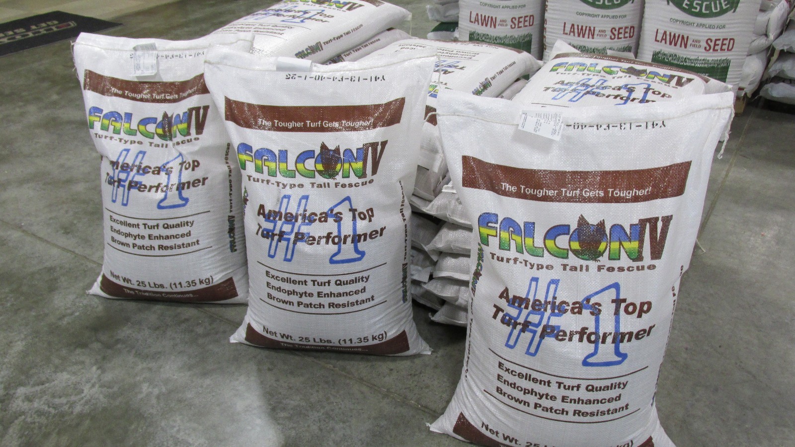 FALCON IV TURF TYPE FESCUE Grass Seed Disease Resistant Deep Green Color & Hardy