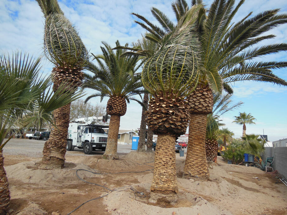 1 Year Canary Island Date, Pineapple Palm, Phoenix Canariensis 2 Saplings, 13″ +