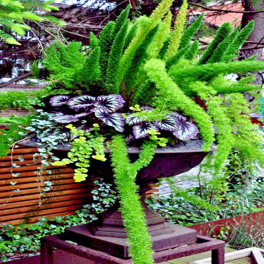 100 ASPARAGUS FOXTAIL FERN Seeds Myers Houseplant Tropical Flower Garden RARE!