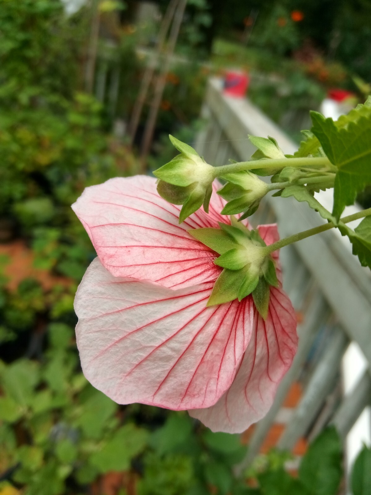 25 Light pink Swamp Rose Mallow Hibiscus Seeds.Medium size Flowers.Maroon Center
