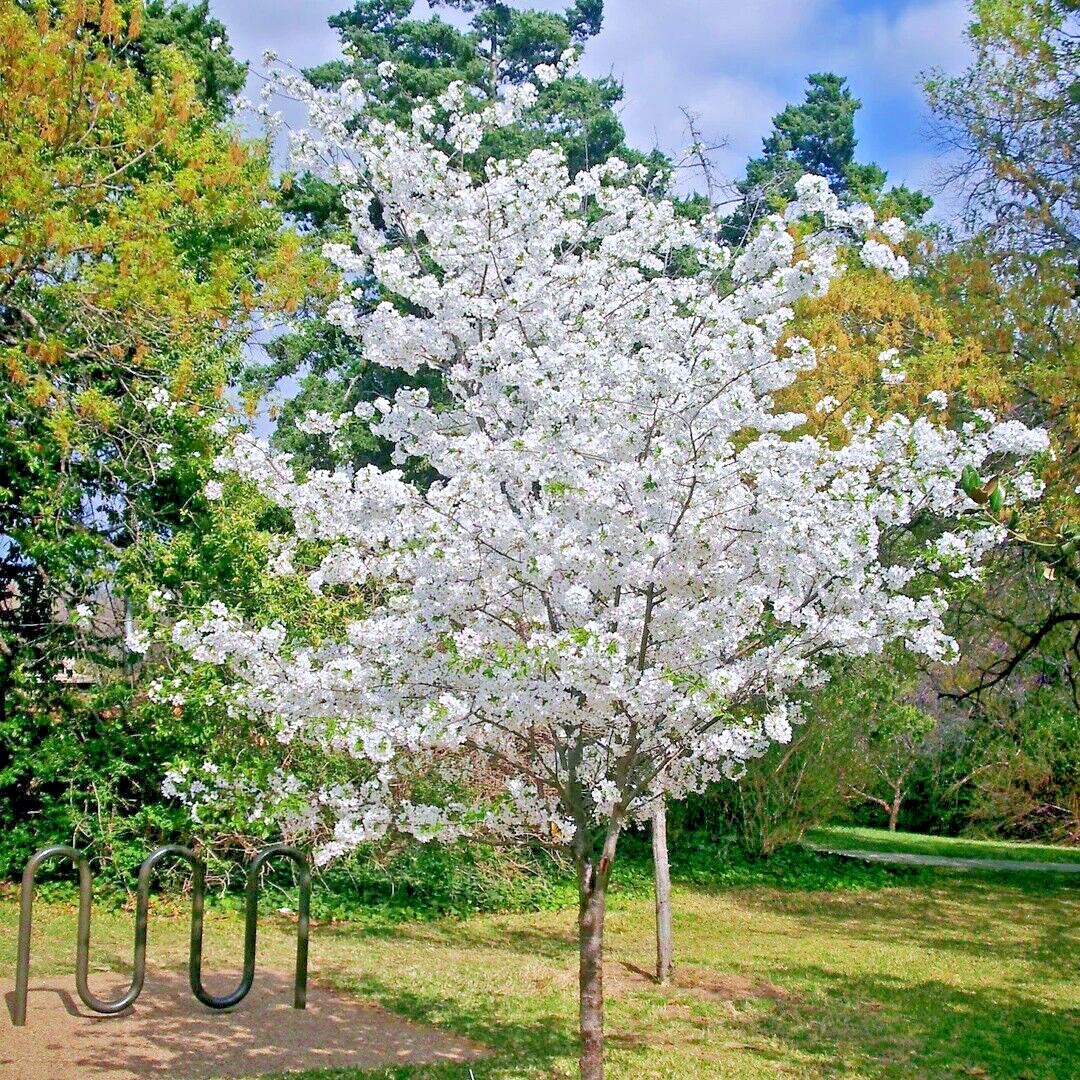 Japanese Cherry Tree | Premium Seeds | Prunus serrulata Spontanea Fall | Plants’