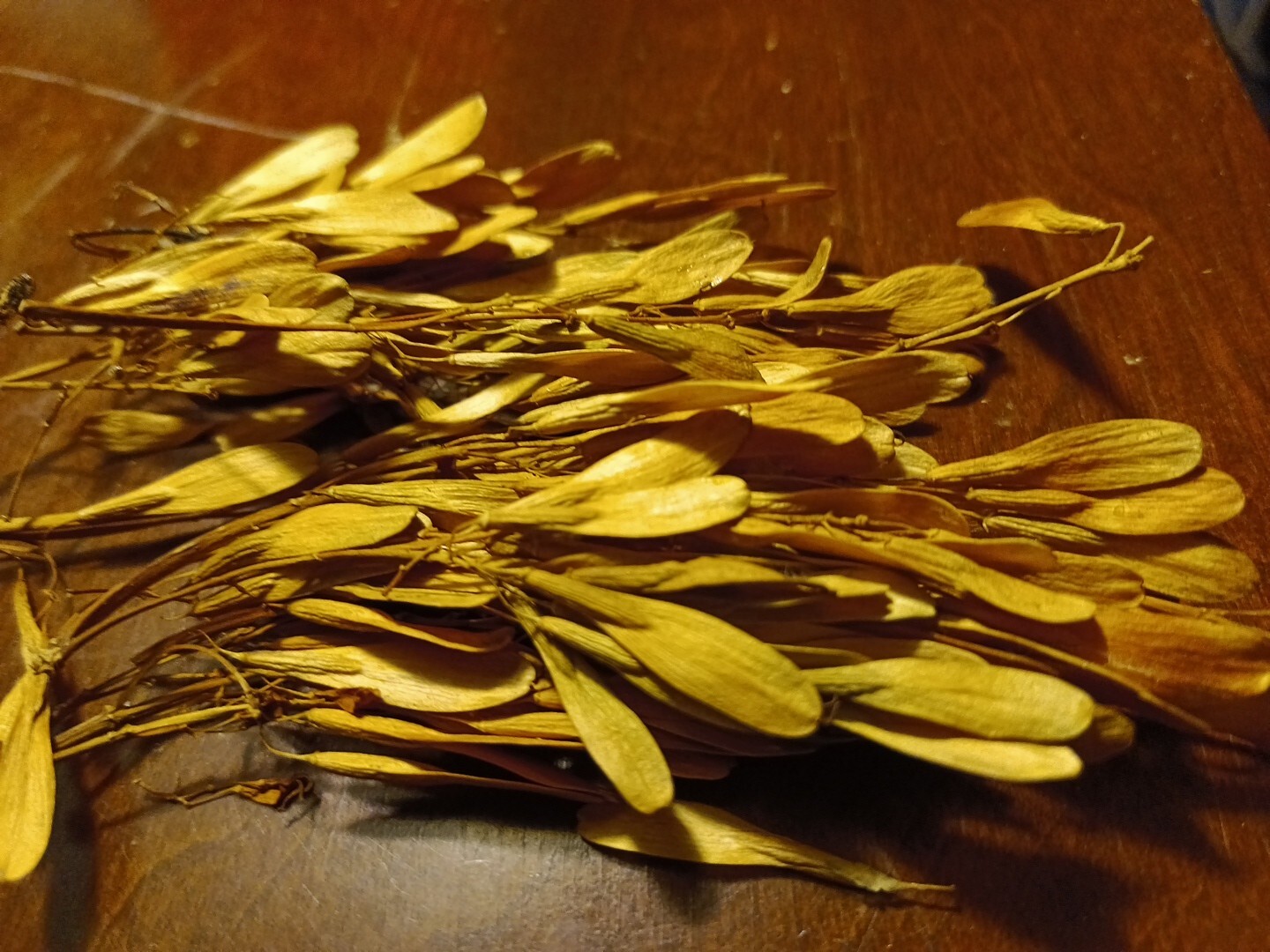 20 White Ash tree seeds Fraxinus americana