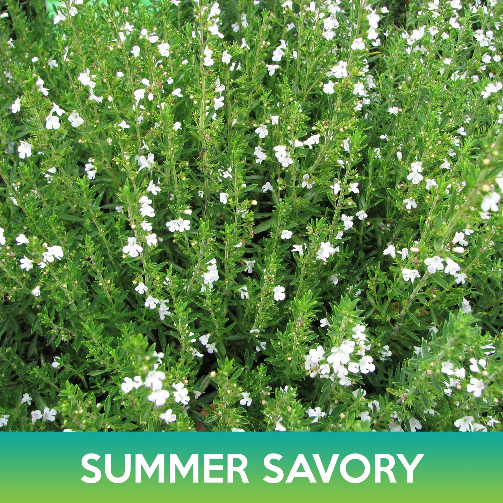 Summer Savory Seeds, Satureja hortensis