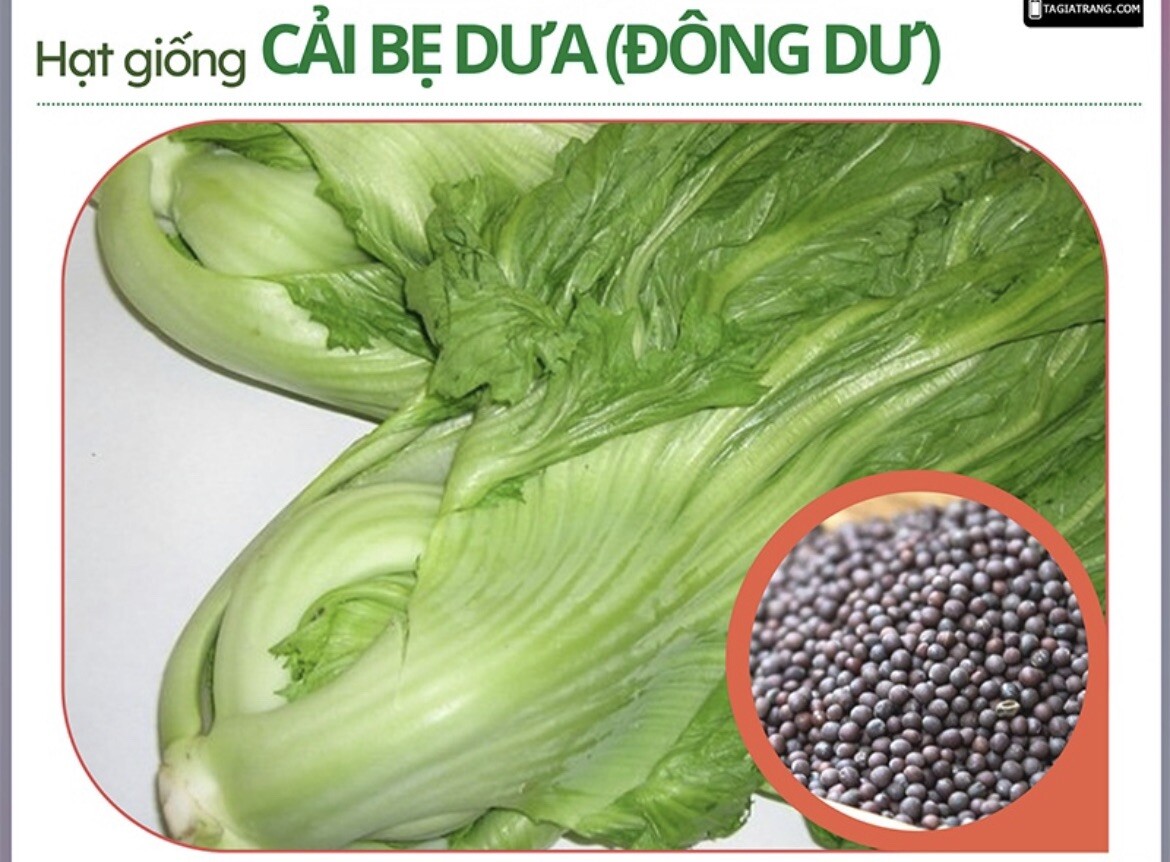 3x Hat Cai Be Dua, Chinese Indian Mustard 750+ Seeds/bag GAI CHOI Cabbage