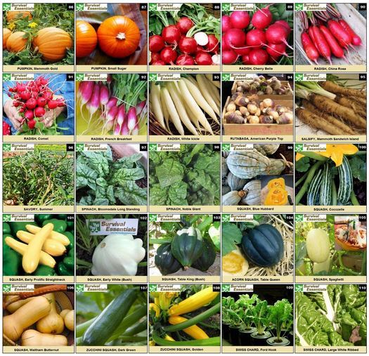 Heirloom Non Hybrid GMO Seed Organic Fruit Vegetable Disaster Emergency Garden