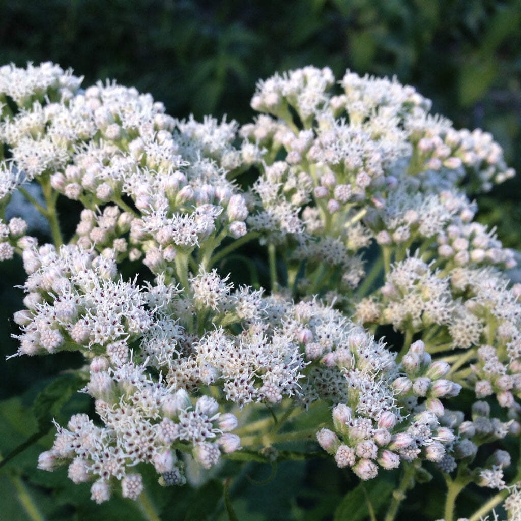 Boneset Seeds (Eupatorium perfoliatum)~Traditional Herb Native Pollinator Garden