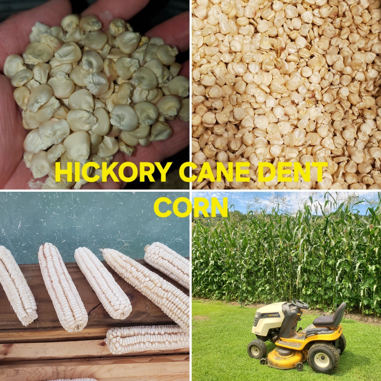 1/2 Pound + Hickory Cane Dent Corn Seed