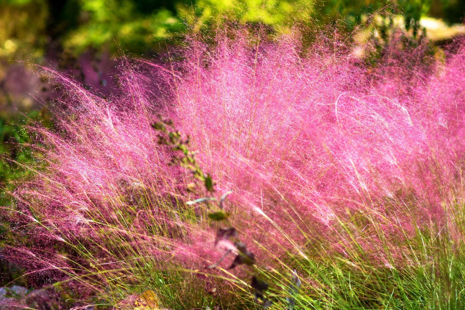 40 PINK MUHLY GRASS Cotton Candy Grass Muhlenbergia Capillaris Native Seeds