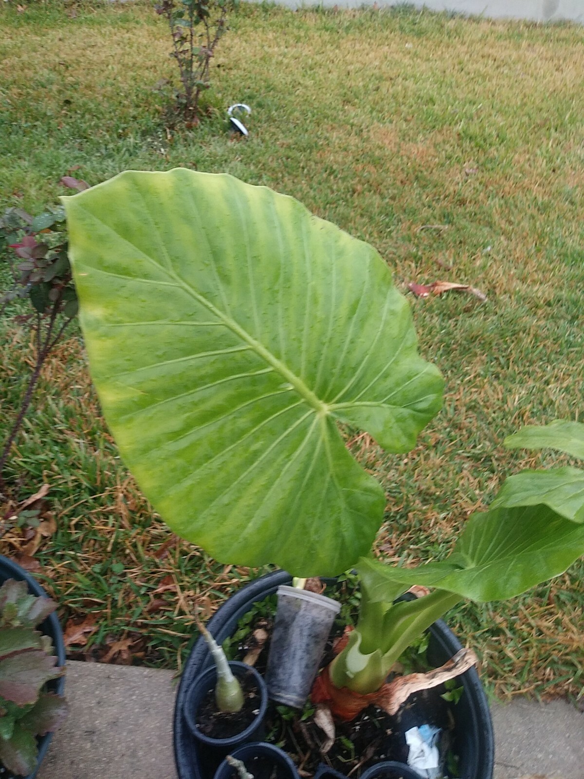 Taro Elephant Ear plants 4 feet tall