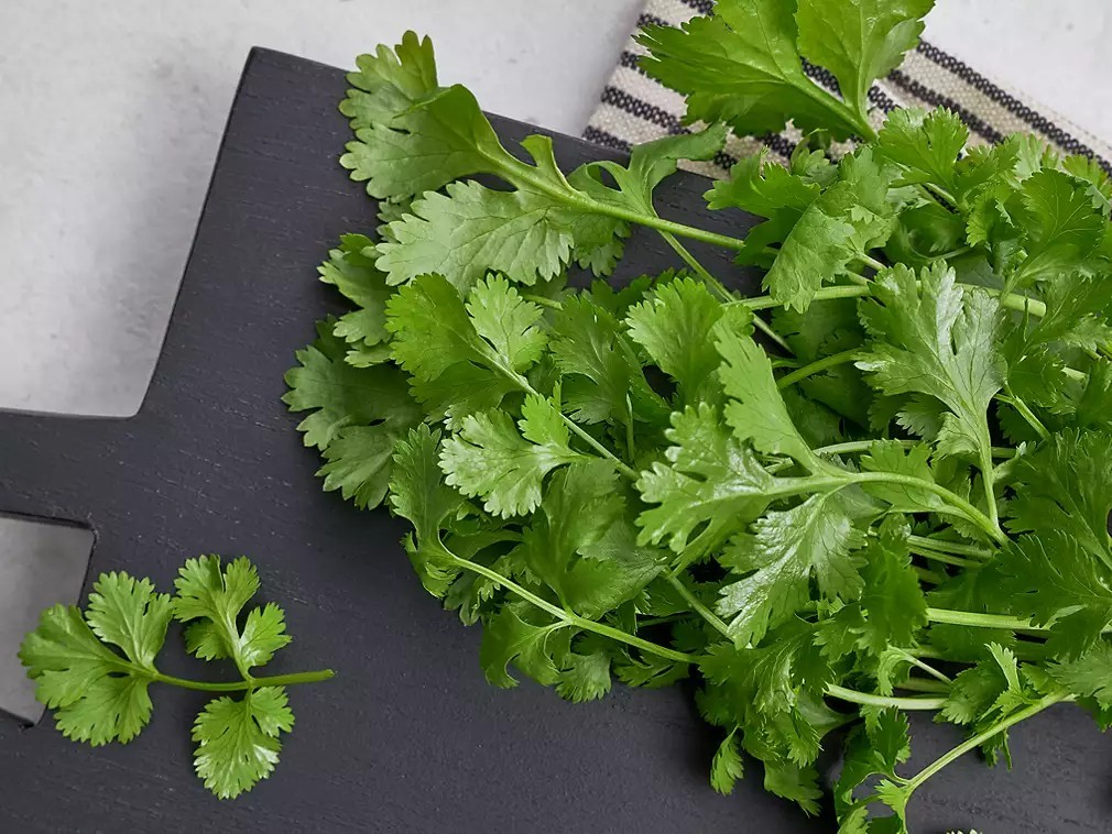 Cilantro ‘Leisure’ Slow-Bolt Seeds – Heirloom Non-GMO Coriander 100 Seeds