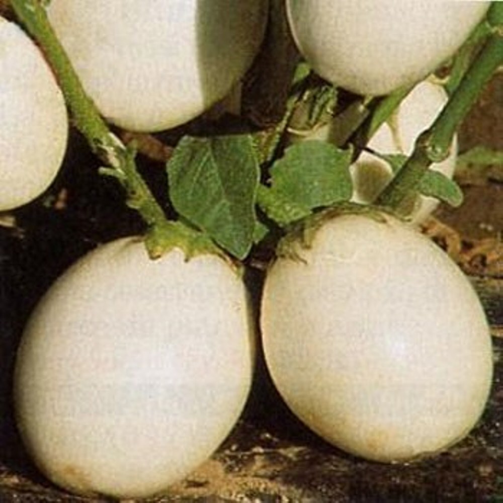Ornamental Eggplant – 100 Seeds – Edible – Solanum Melongena
