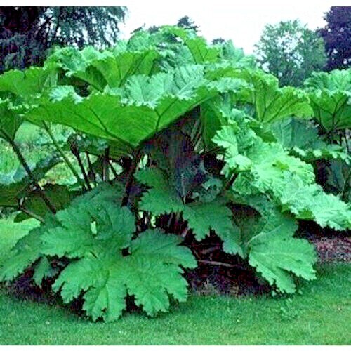 25 GUNNERA MANICATA SEEDS “Dinosaur Food” Giant Hardy Exotic Flower Plant RARE!