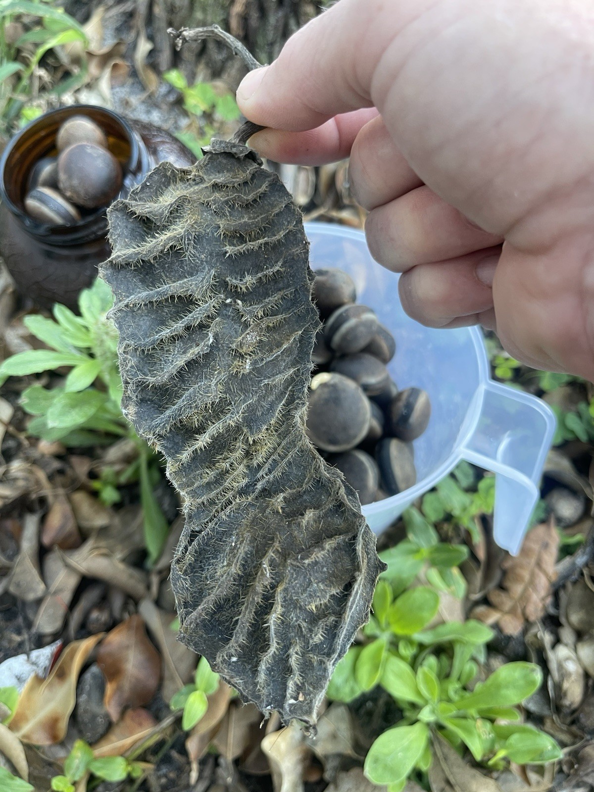 Rare Fresh Mucuna sloanei Seeds & Pods – Hidden FL Island Gold Jade Vine- Viable