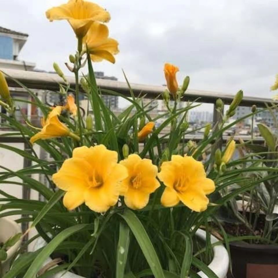 10 MIXED COLORS DAYLILY Hemerocallis Fine Red Purple Yellow.. Seeds No Tracking