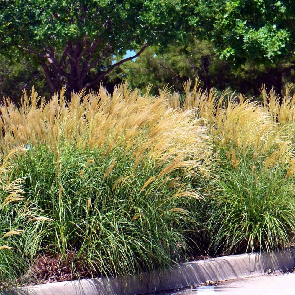 500 Seeds Miscanthus Sinensis Chinese Silver Drought Tolerant Xersicape