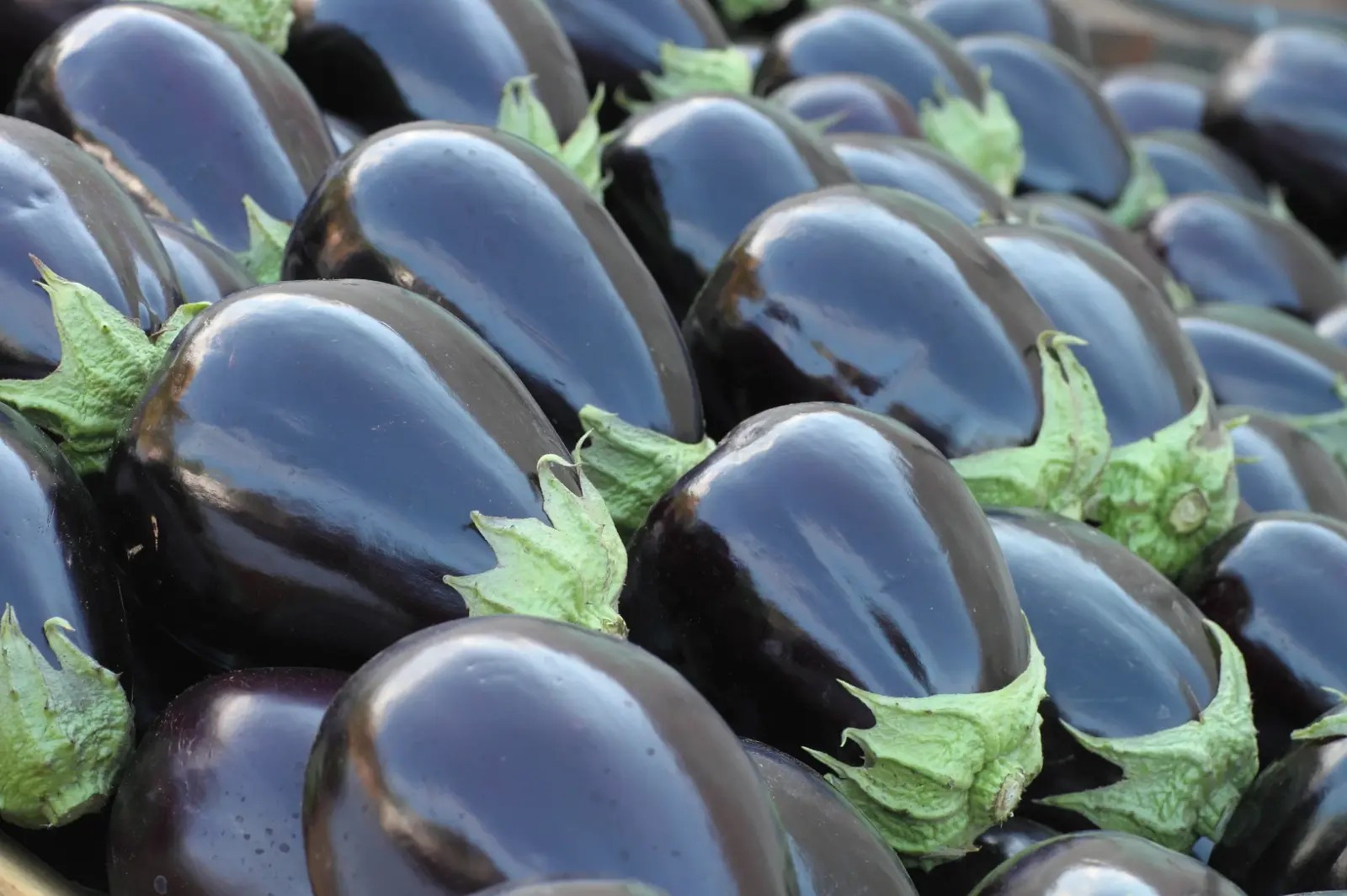 200+ Black Beauty Eggplant Seeds – Heirloom – Organic – NON GMO — FRESH