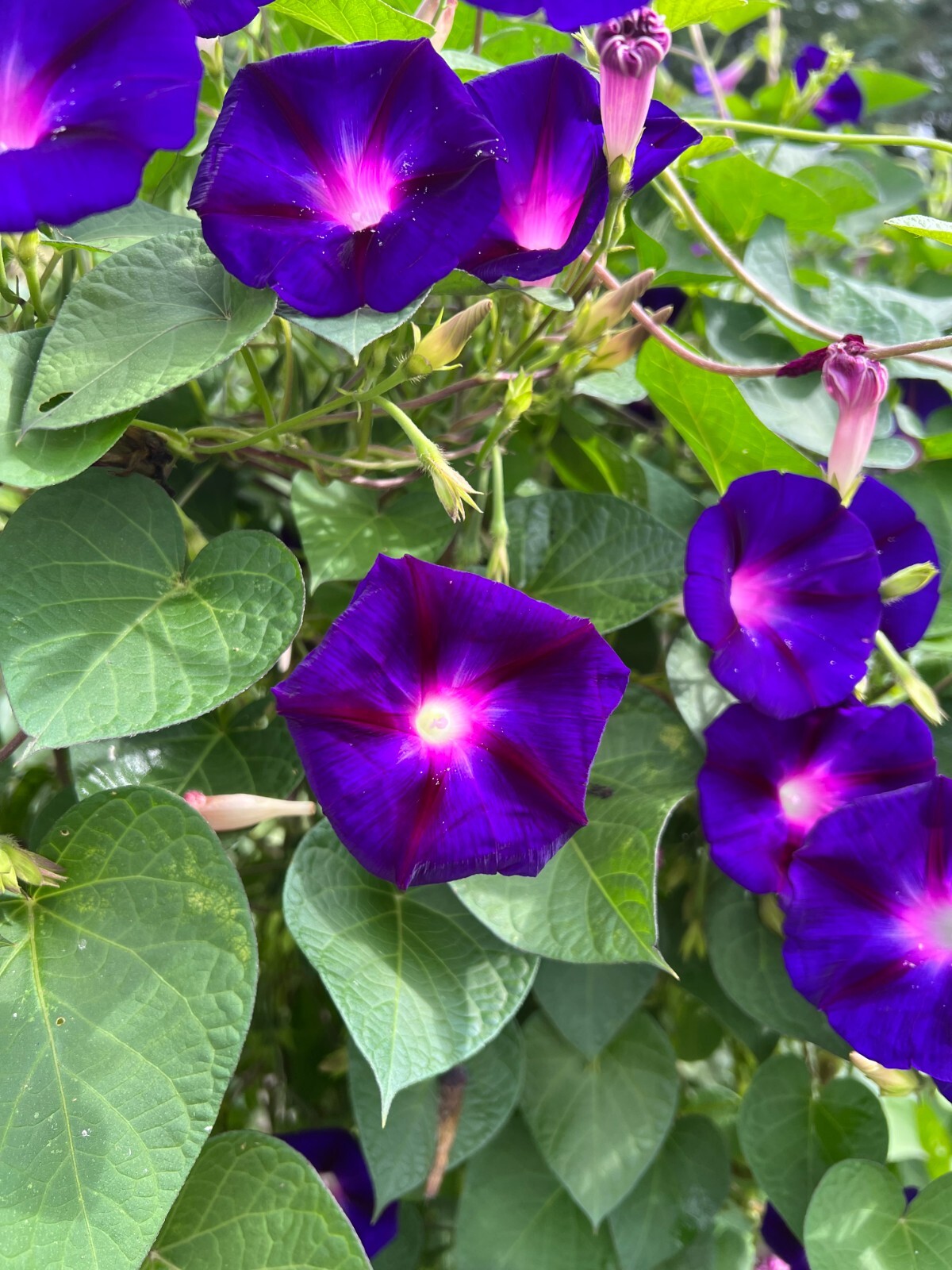 Morning Glory Vine Seed Mixed Colors – Heirloom Non-GMO