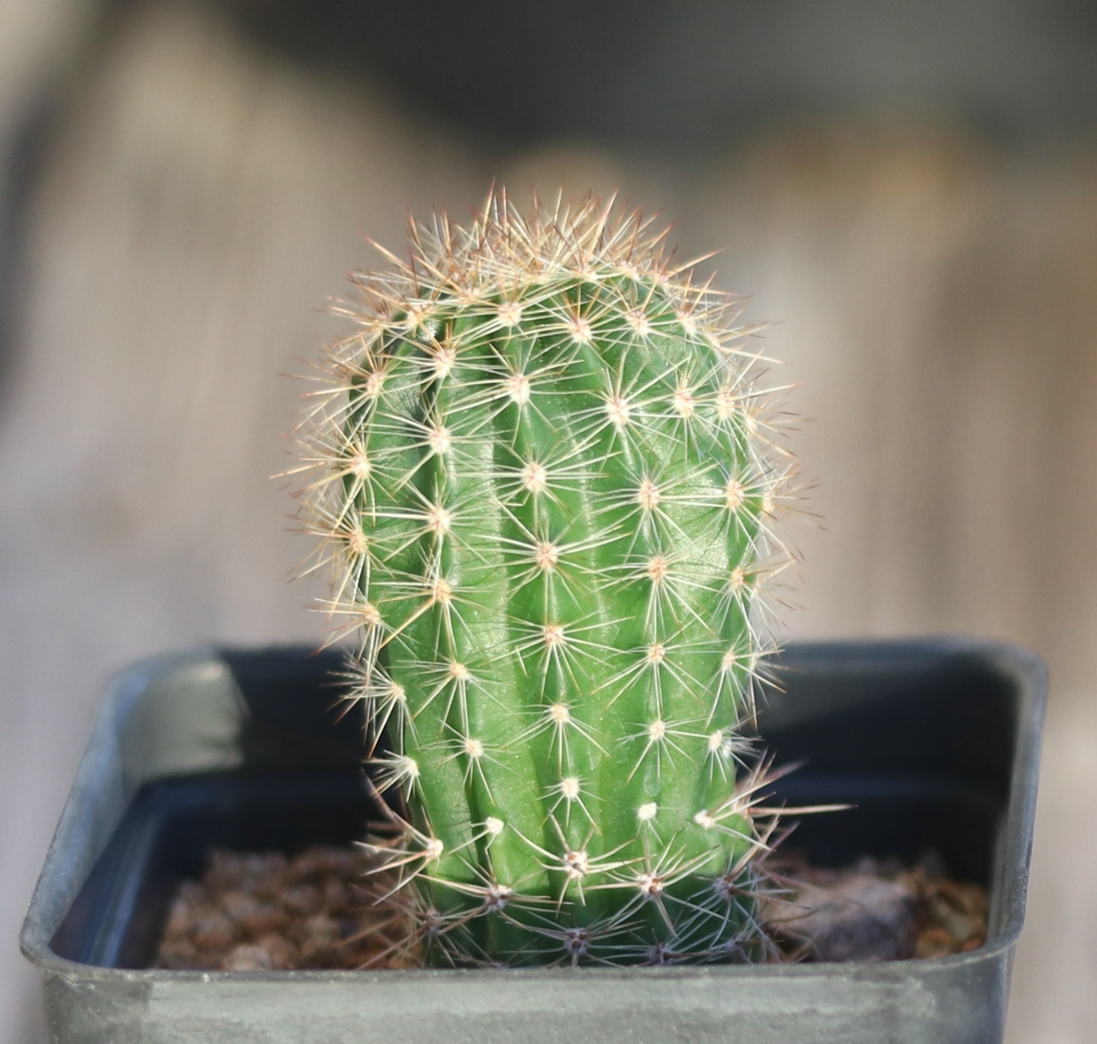Echinopsis hybrid ‘Barberpole’ x ‘Celeste’