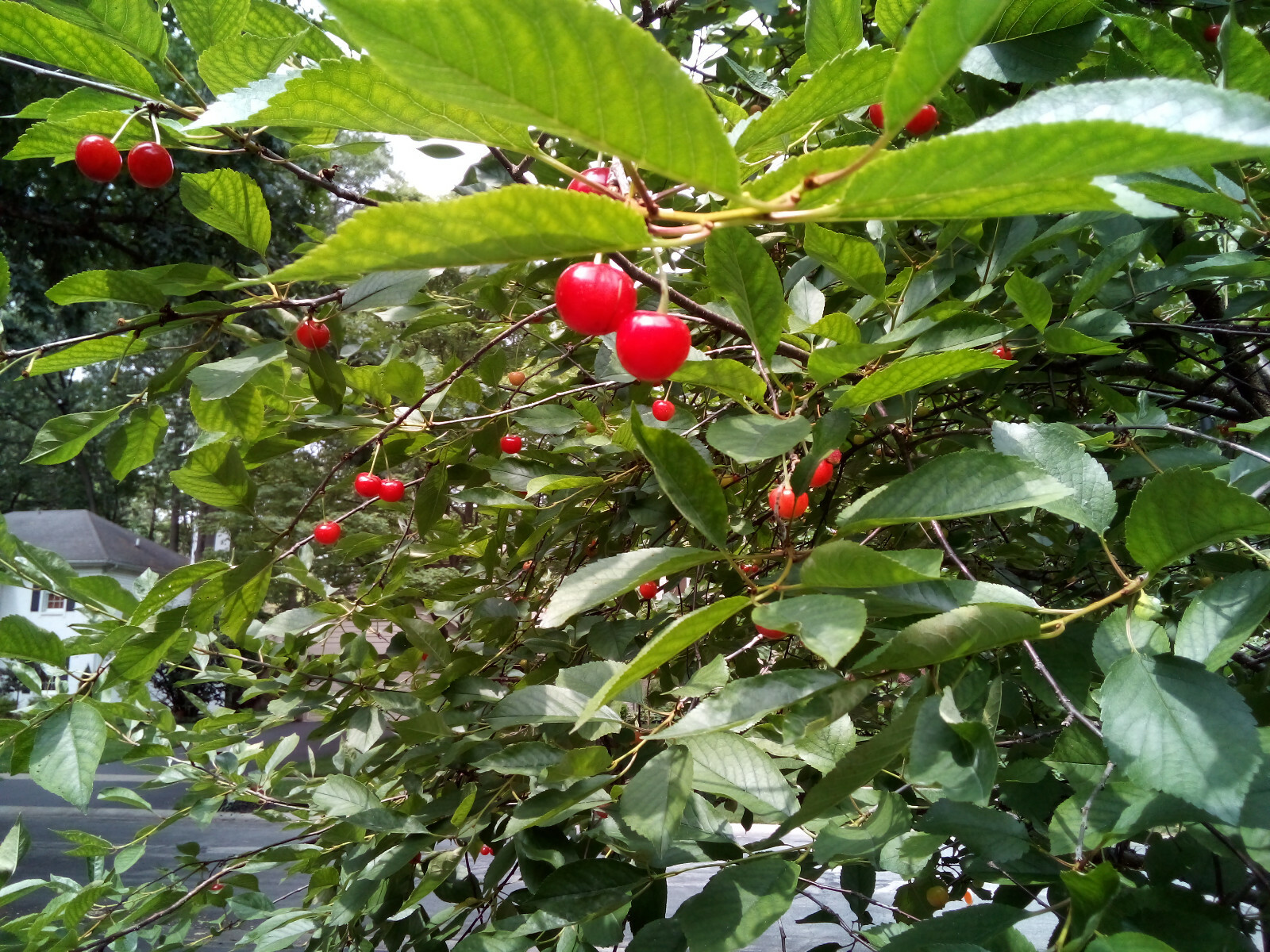 Thity (30) Sour Tart Montmorency Cherry Tree Seeds Pits 2025 Antioxidant Fruit