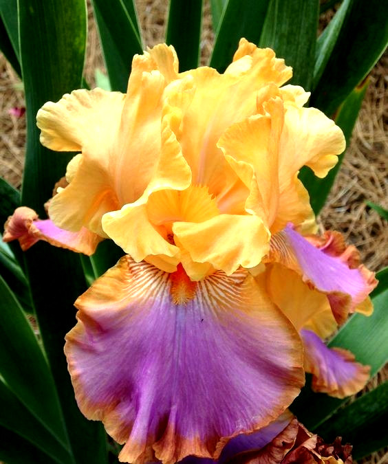 1 Tall Bearded Iris Rhizome/Bulb~GRAND CANYON SUNSET~Perennial~GORGEOUS Flowers
