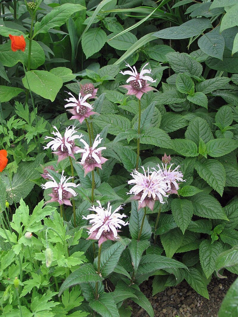 Monarda bradburiana | Horsemint | Bradbury’s Beebalm | 20 Seeds