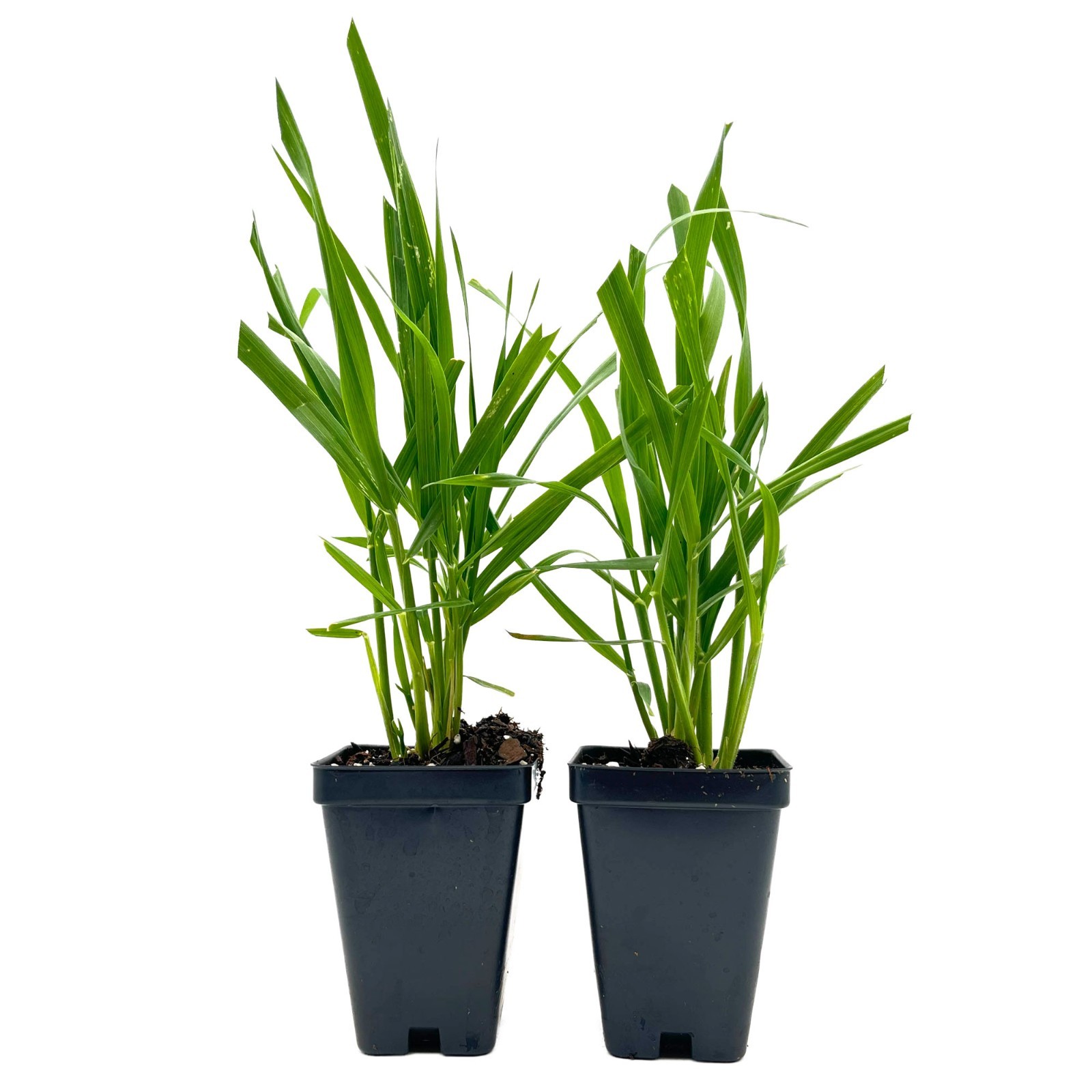 Cat Grass (Dactylis glomerata) Nutritious & Pet-Friendly Plant for Cats & Dogs