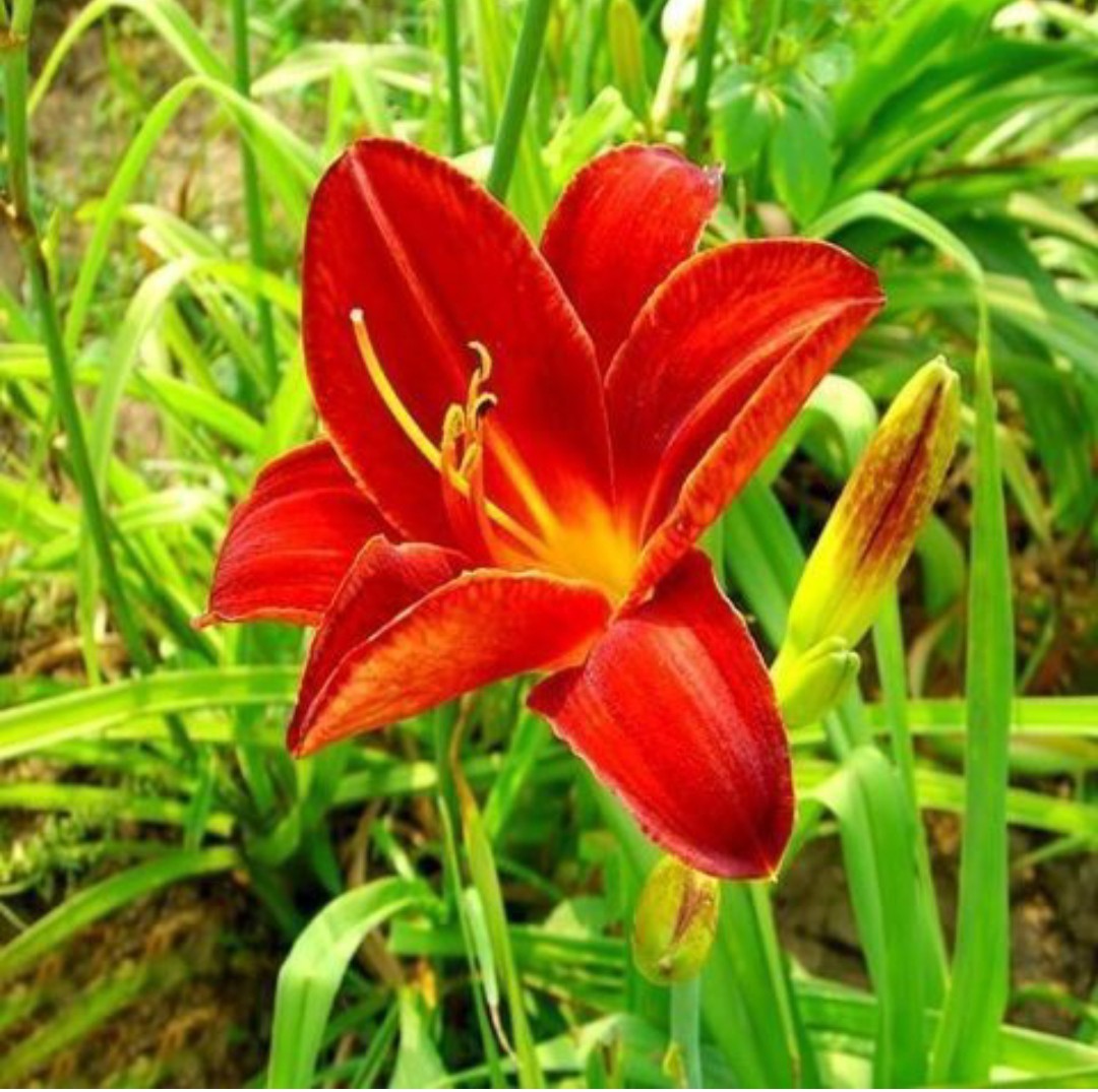 10 MIXED COLORS DAYLILY Hemerocallis Fine Red Purple Yellow.. Seeds No Tracking