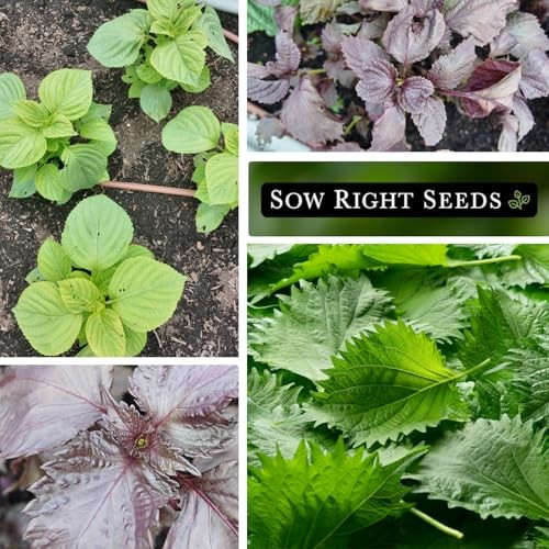 – Shiso Seed Collection for Planting – Includes Green & Purple – Non-GMO