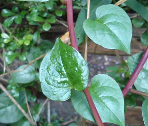 MALABAR SPINACH RED STEM Basella Rubra – 100 Bulk Seeds