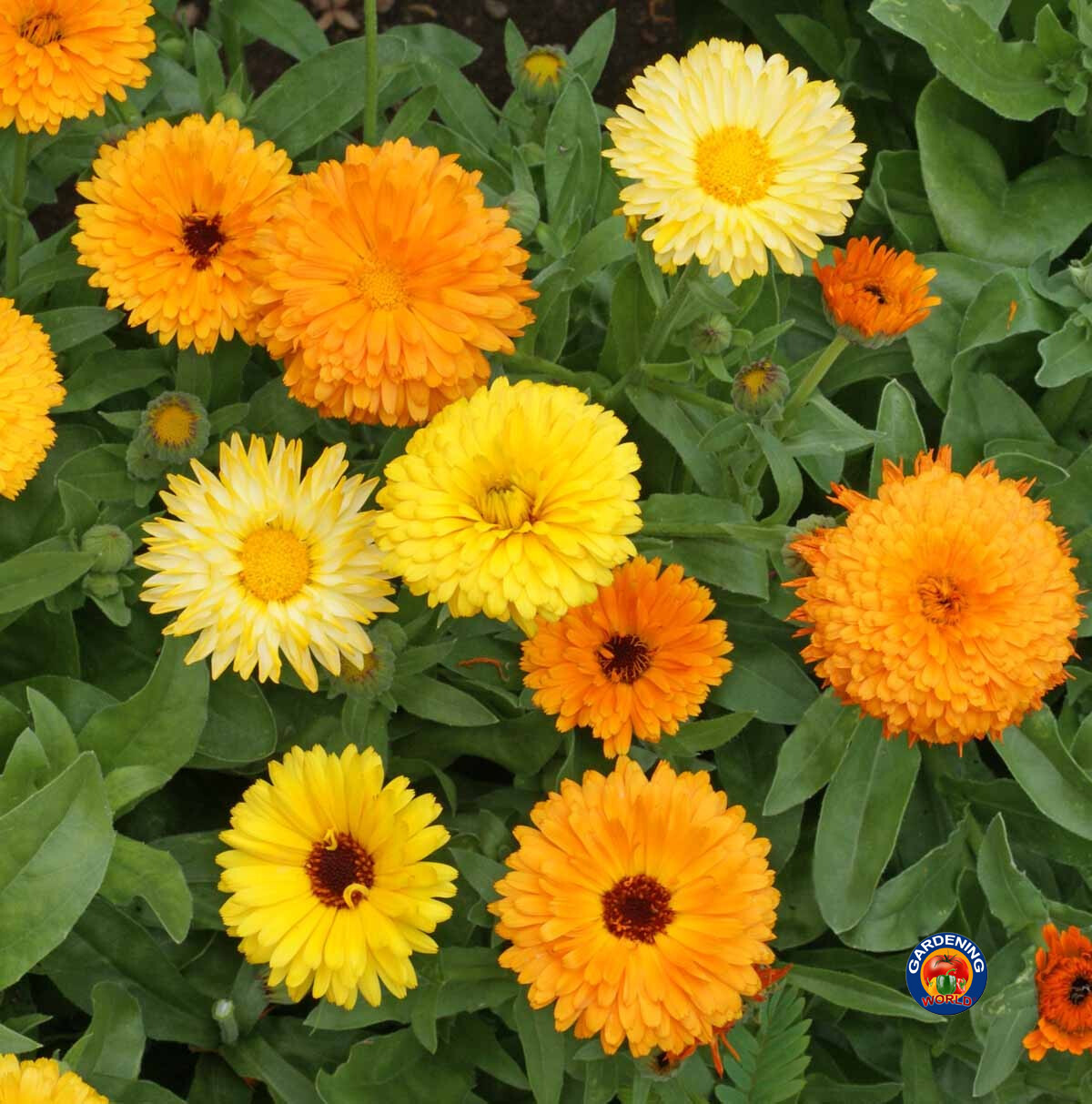 75 Calendula Fiesta Gitana Marigold Flower Seeds Calendula officinalis