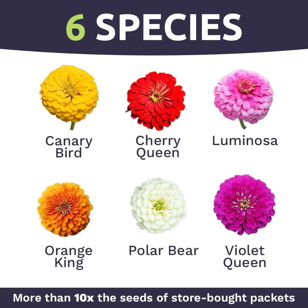 Zinnia Seeds – California Giants Mix – Large 1 Ounce Packet – 3,000 Flower Se…
