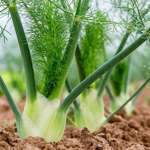 Florence Fennel Seeds | 300 Seeds | Heirloom – Non-GMO | Free Shipping | 1140