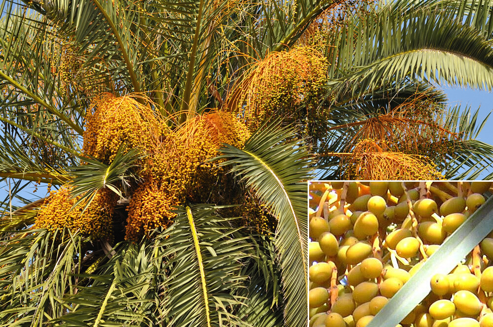 1 Year Canary Island Date, Pineapple Palm, Phoenix Canariensis 2 Saplings, 13″ +