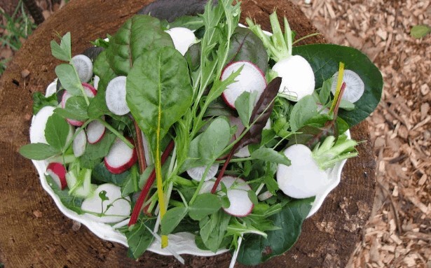  1/4 POUND Austrian Winter Peas Seeds