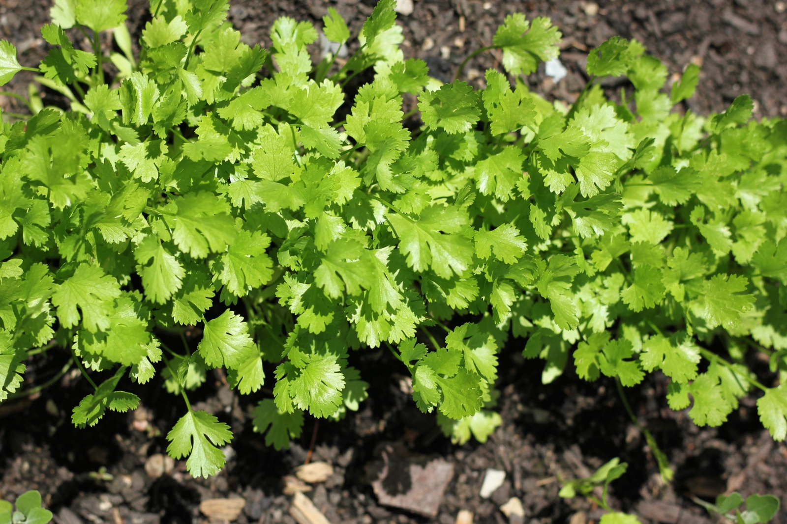 1000 CILANTRO / CORRIANDER / Chinese PARSLEY Coriandrum Sativum Herb Seeds