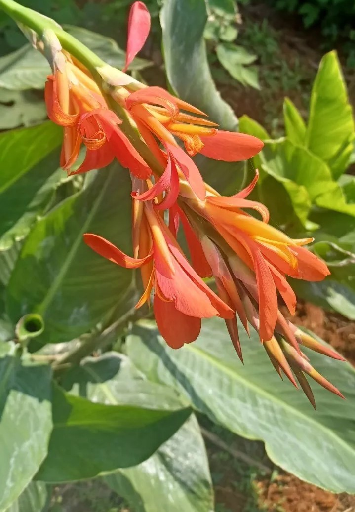 Orange Canna Lily Bulbs. (6 Bulbos de coyoles anaranjados (6) green leaf