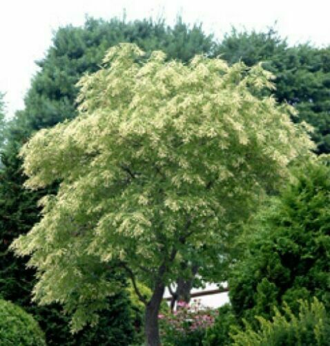 100 Lily of the Valley Sourwood Seeds (Oxydendrum arboreum) | Honey Bee Tree